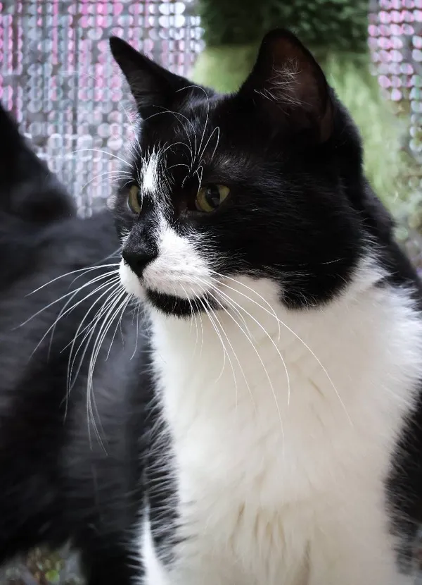 Znaleziono kota, Łódź, 2 lipca 2025 (5/5)