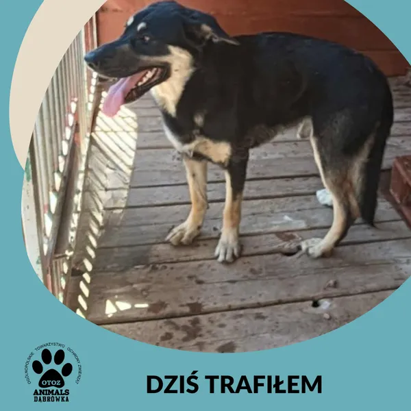 Znaleziono psa, Dąbrówka, 2 lipca 2025