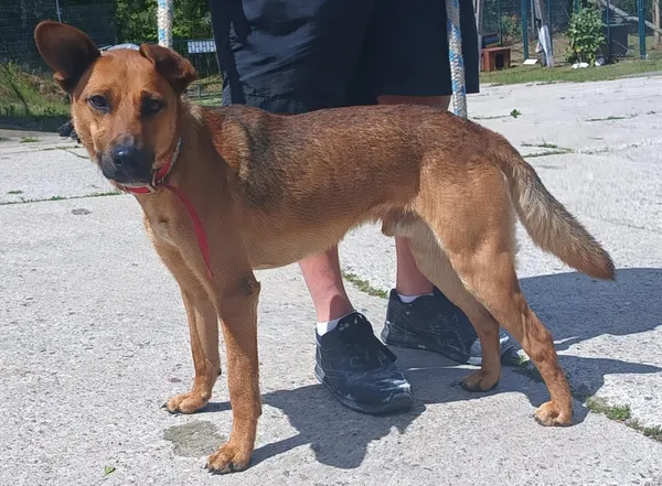 Znaleziono psa, Pieckowo, 1 lipca 2025 (1/2)