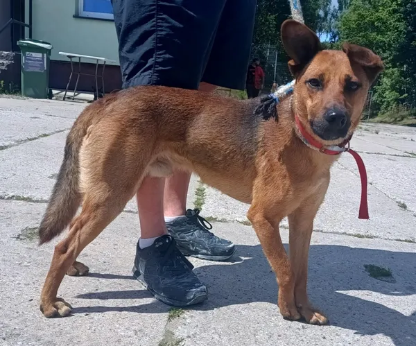 Znaleziono psa, Pieckowo, 1 lipca 2025 (2/2)