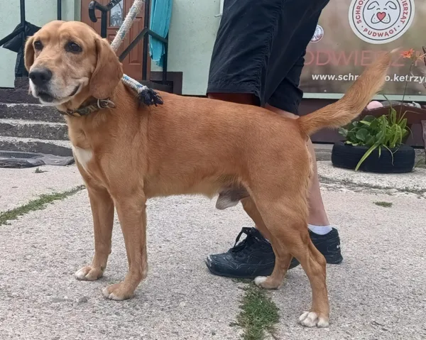 Znaleziono psa, Pieckowo, 1 lipca 2025 (1/2)