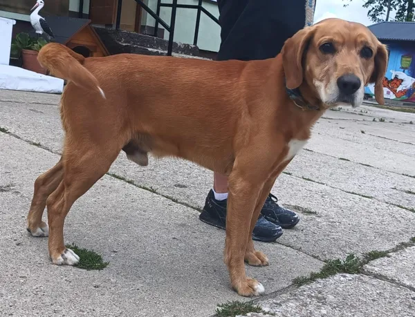 Znaleziono psa, Pieckowo, 1 lipca 2025 (2/2)