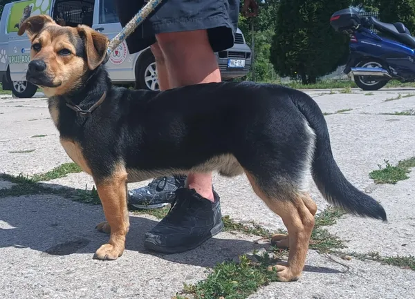 Znaleziono psa, Pieckowo, 1 lipca 2025 (1/2)