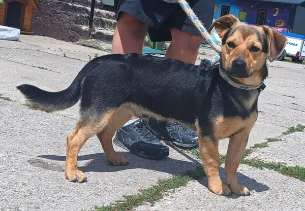 Znaleziono psa, Pieckowo, 1 lipca 2025 (2/2)