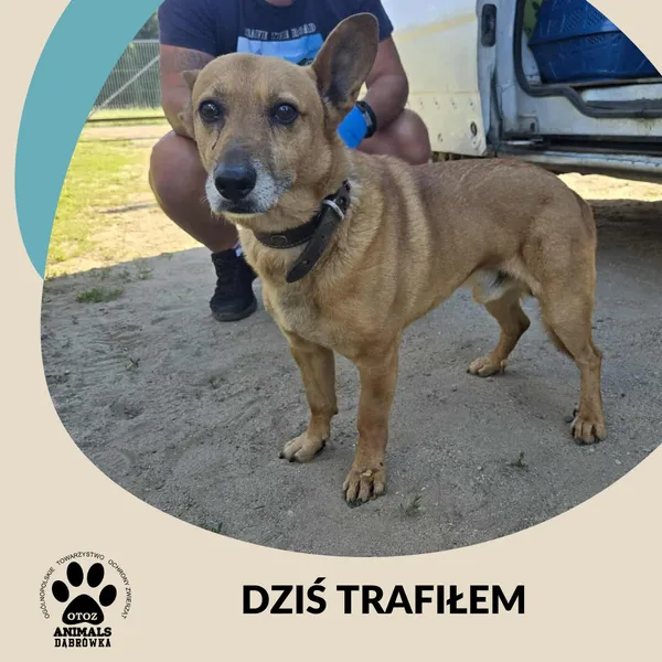 Znaleziono psa, Dąbrówka, 30 czerwca 2025