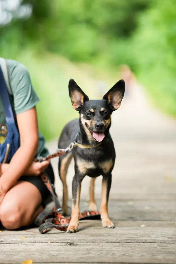 Znaleziono psa, Sosnowiec, 30 czerwca 2025 (1/5)