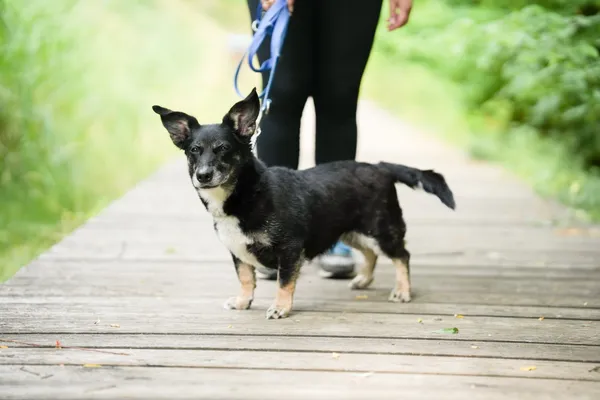 Znaleziono psa, Sosnowiec, 30 czerwca 2025 (2/5)