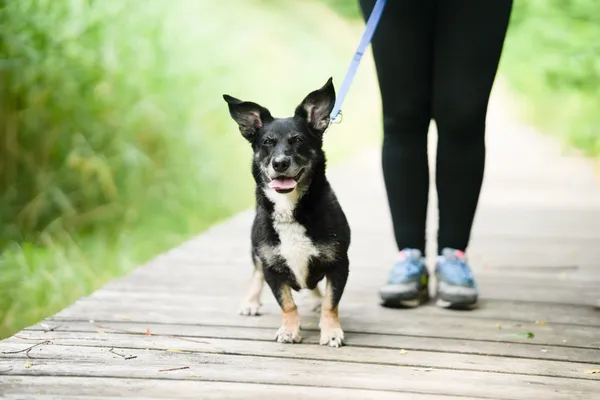 Znaleziono psa, Sosnowiec, 30 czerwca 2025 (3/5)