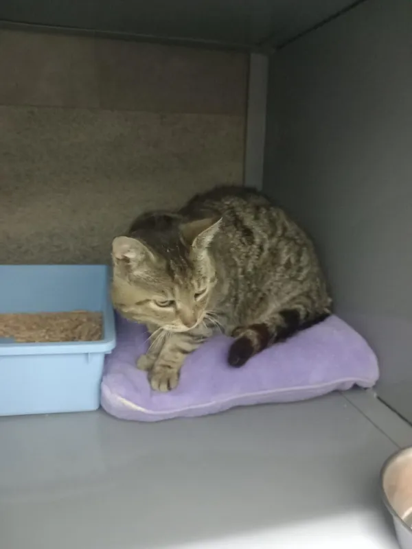 Znaleziono kota, Dębniak, 29 czerwca 2025