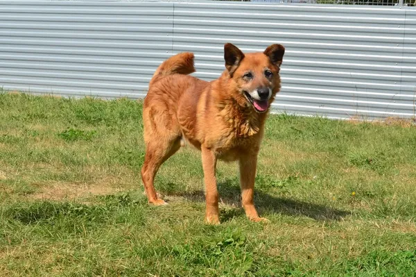 Znaleziono psa, Lublin, 2 czerwca 2025