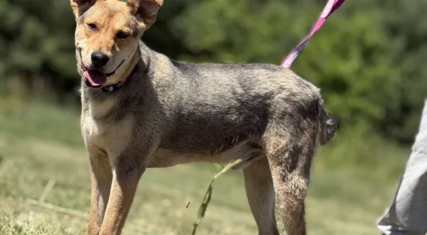 Pies do adopcji, Pieczyska, 2 lipca 2025 (1/5)