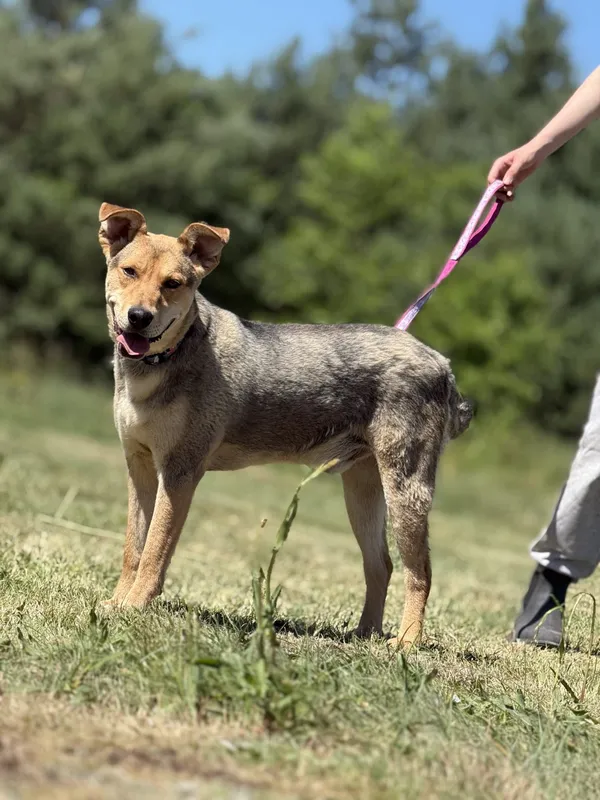 Pies do adopcji, Pieczyska, 2 lipca 2025 (2/5)