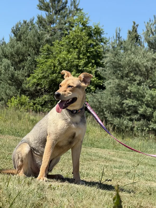 Pies do adopcji, Pieczyska, 2 lipca 2025 (3/5)