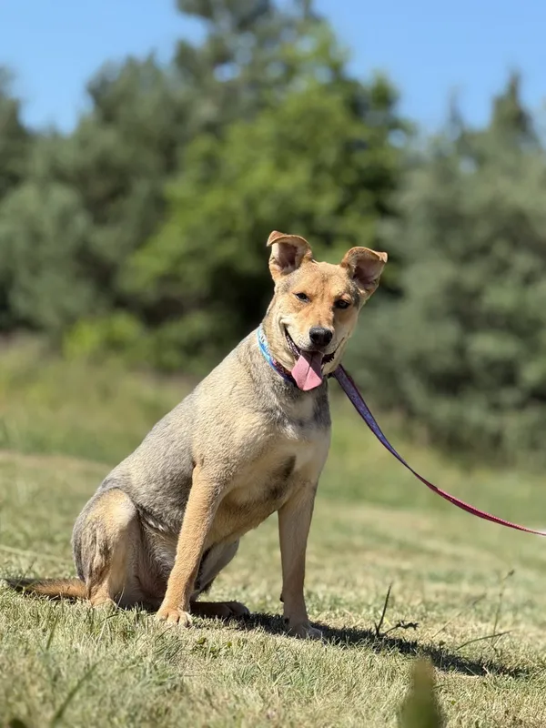 Pies do adopcji, Pieczyska, 2 lipca 2025 (4/5)