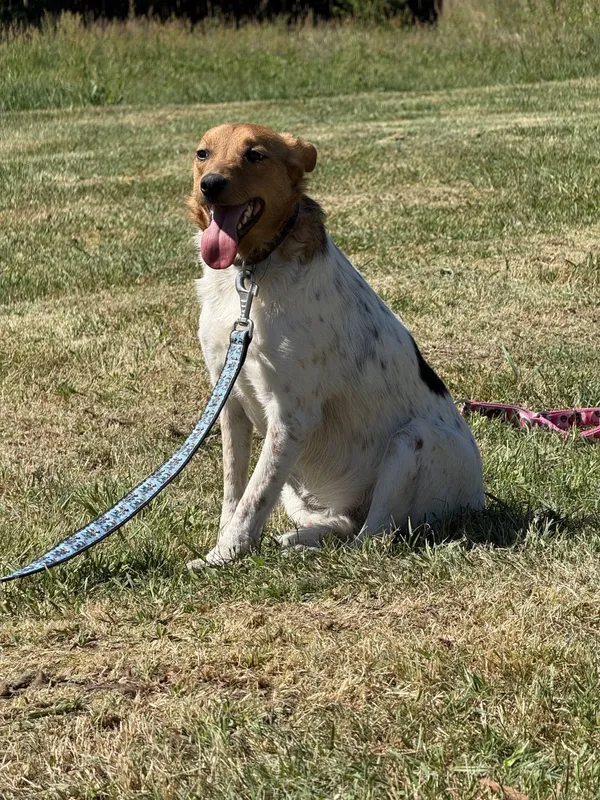 Pies do adopcji, Pieczyska, 2 lipca 2025 (3/5)