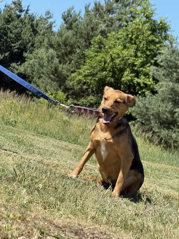 Pies do adopcji, Pieczyska, 2 lipca 2025 (4/5)