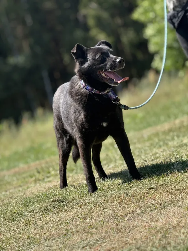 Pies do adopcji, Pieczyska, 2 lipca 2025 (3/4)