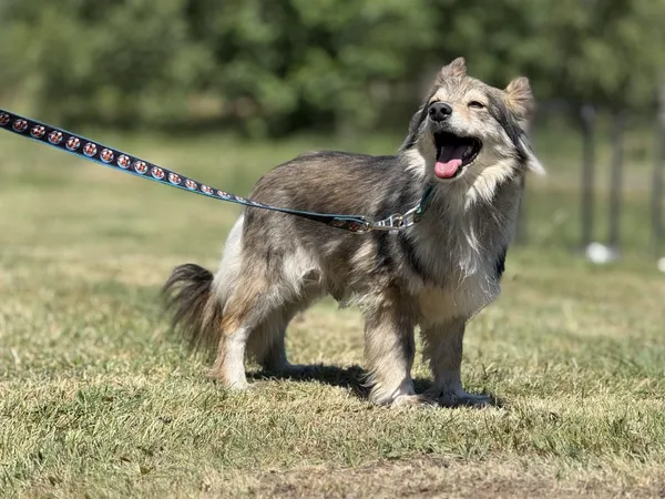 Pies do adopcji, Pieczyska, 2 lipca 2025 (2/5)