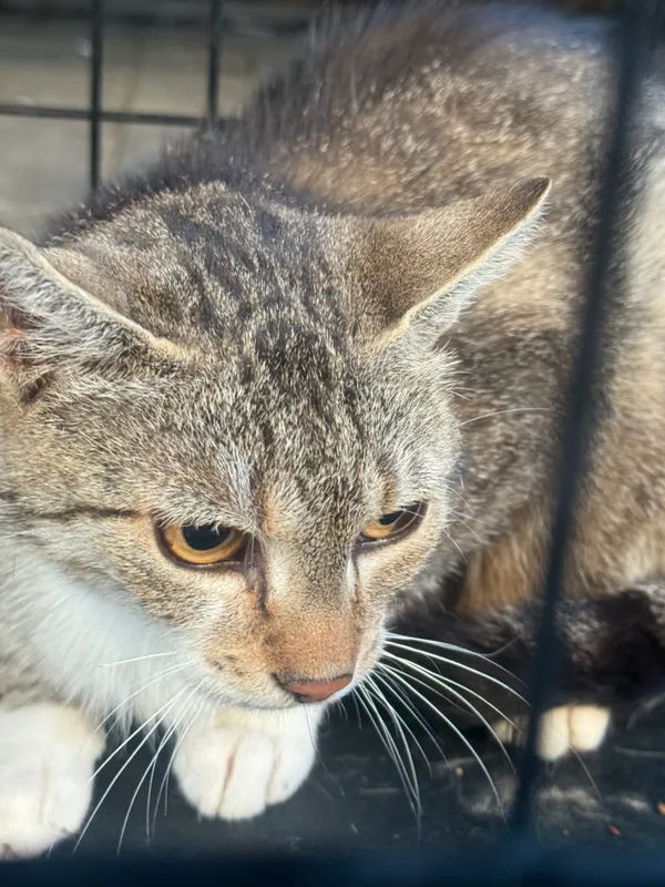 Znaleziono kota, Krośniewice, 3 lipca 2025