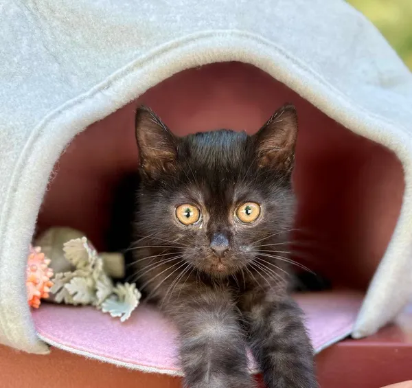 Kot do adopcji, Jelenia Góra, 21 czerwca 2025 (1/3)