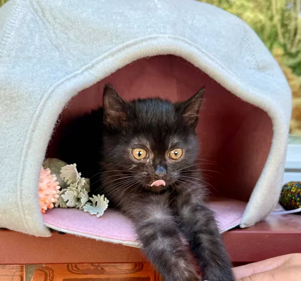 Kot do adopcji, Jelenia Góra, 21 czerwca 2025 (3/3)