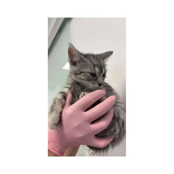 Znaleziono kota, Białystok, 2 lipca 2025