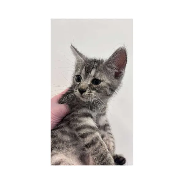 Znaleziono kota, Białystok, 2 lipca 2025