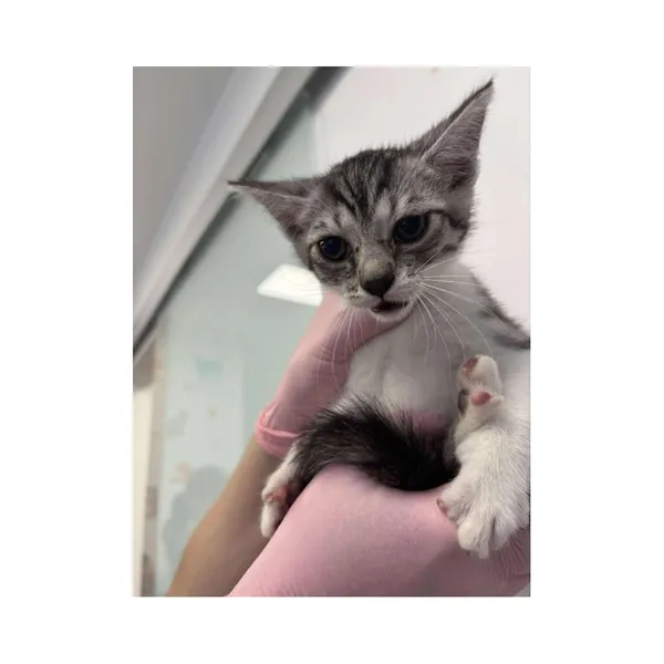 Znaleziono kota, Białystok, 2 lipca 2025