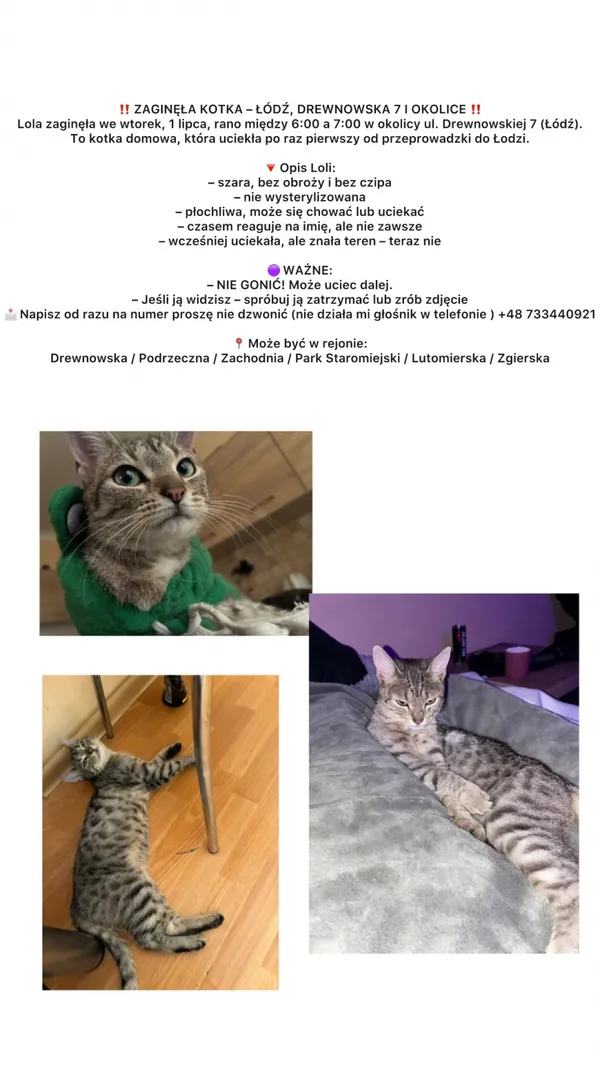 Zaginął kot, Łódź, 2 lipca 2025