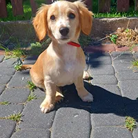 Znaleziono psa, Siedlce, 30 czerwca 2025