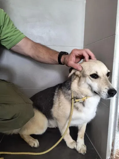 Pies do adopcji, Bełchatów, 30 marca 2023 (2/3)