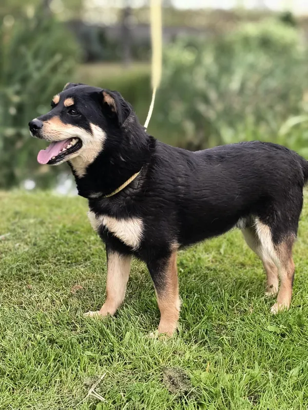 Pies do adopcji, Bełchatów, 28 listopada 2023 (2/5)