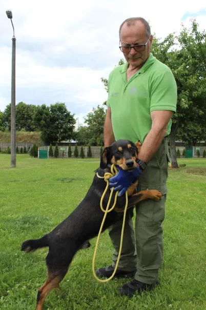 Pies do adopcji, Bełchatów, 19 sierpnia 2024 (2/5)