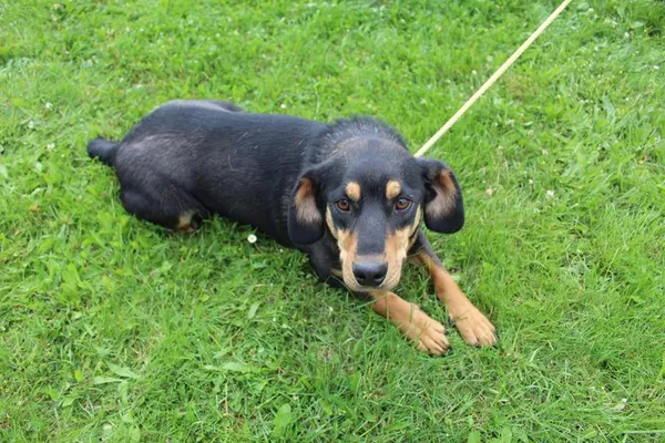 Pies do adopcji, Bełchatów, 19 sierpnia 2024 (3/5)