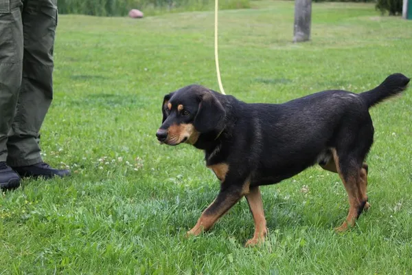 Pies do adopcji, Bełchatów, 19 sierpnia 2024 (4/5)