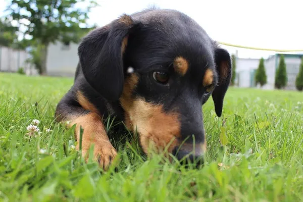 Pies do adopcji, Bełchatów, 19 sierpnia 2024 (5/5)