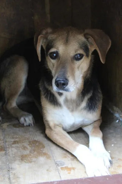 Pies do adopcji, Bełchatów, 13 lutego 2023 (2/5)