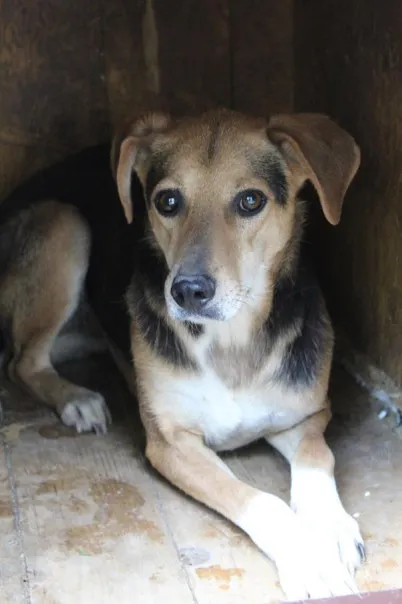 Pies do adopcji, Bełchatów, 13 lutego 2023 (3/5)