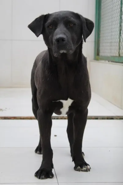 Pies do adopcji, Bełchatów, 7 września 2021 (2/5)