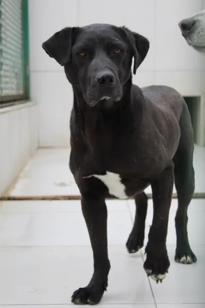 Pies do adopcji, Bełchatów, 7 września 2021 (5/5)