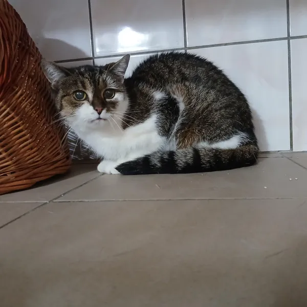 Kot do adopcji, Orzechowce, 2 lipca 2025 (1/3)