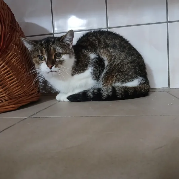 Kot do adopcji, Orzechowce, 2 lipca 2025 (2/3)