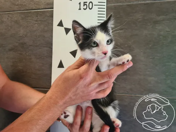 Kot do adopcji, Chełmek, 2 lipca 2025