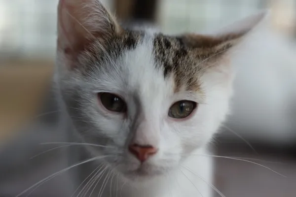 Kot do adopcji, Dłużyna Górna, 3 lipca 2025 (1/5)