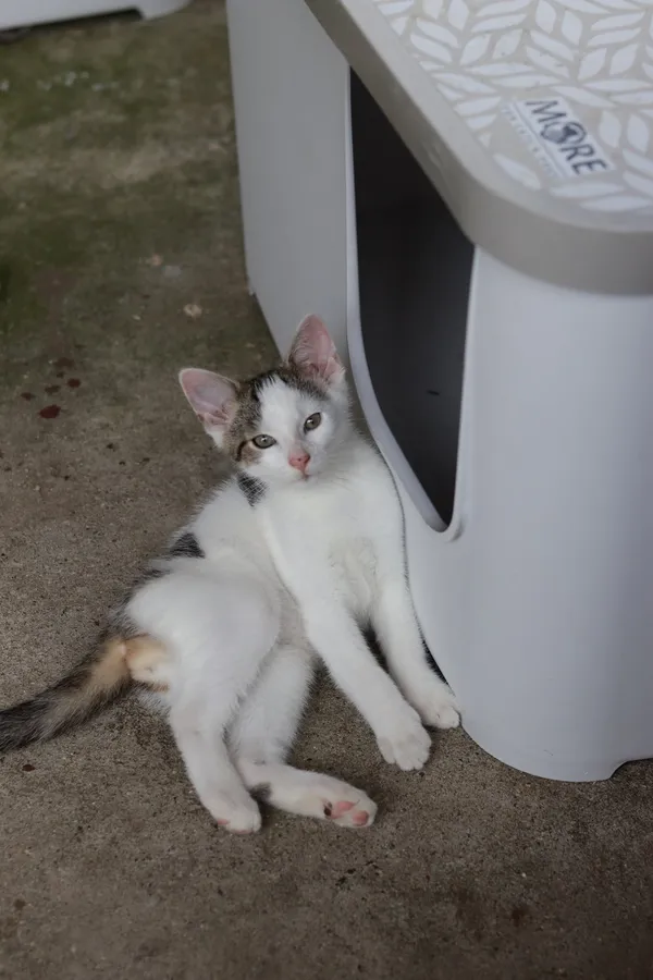 Kot do adopcji, Dłużyna Górna, 3 lipca 2025 (4/5)