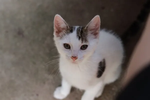 Kot do adopcji, Dłużyna Górna, 3 lipca 2025 (5/5)