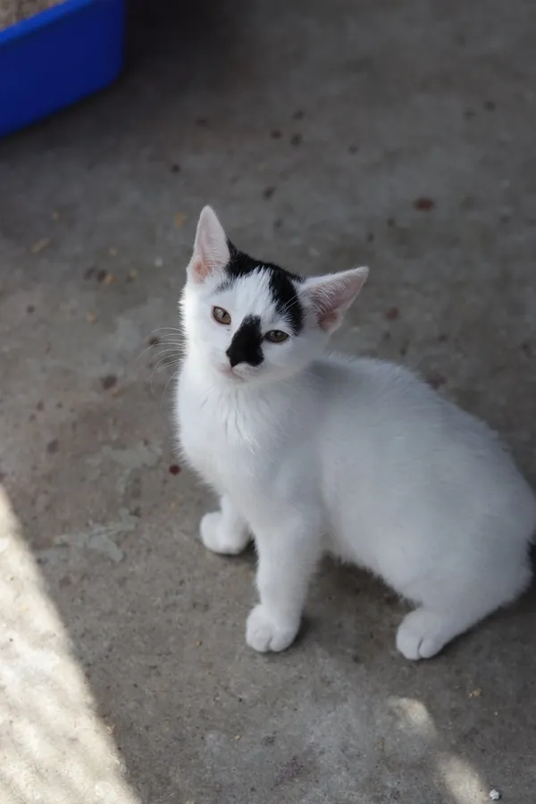 Kot do adopcji, Dłużyna Górna, 3 lipca 2025 (1/4)