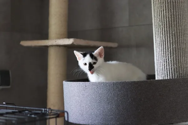 Kot do adopcji, Dłużyna Górna, 3 lipca 2025 (3/4)