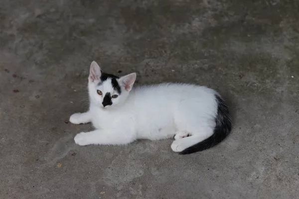 Kot do adopcji, Dłużyna Górna, 3 lipca 2025 (4/4)