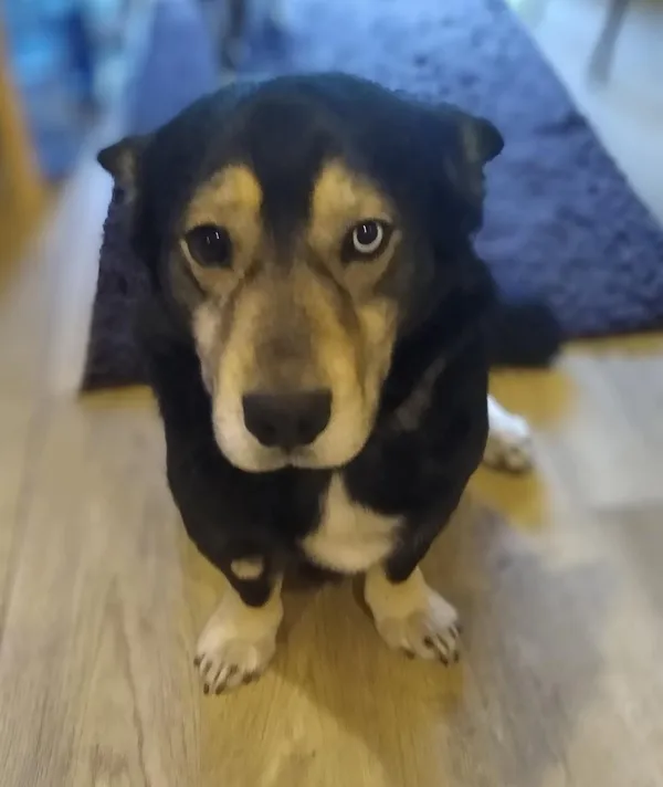 Oddam psa, Warszawa, Szmulowizna, 3 lipca 2025 (1/5)